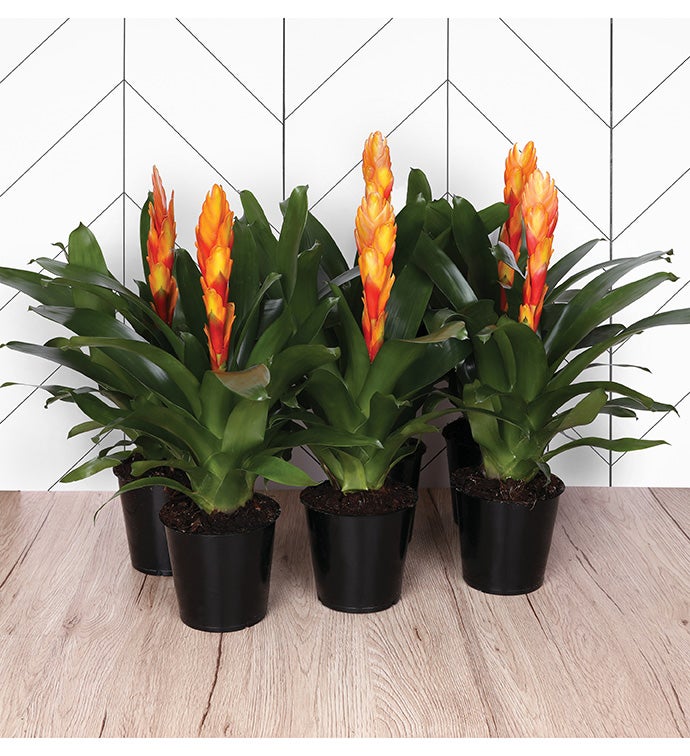 5" Orange Bromeliad -  Case of 6
