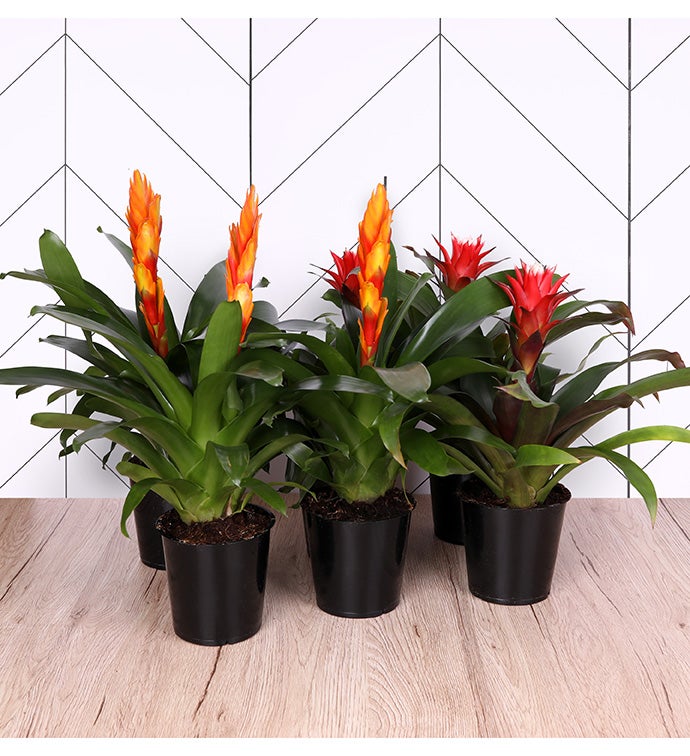 5" Red and Orange Bromeliad -  Case of 6