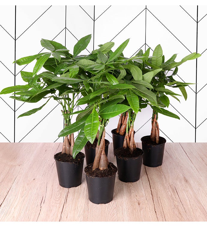 5" Money Tree -  Case of 6