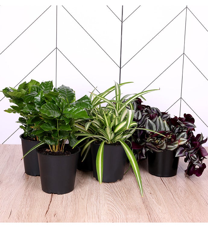 5" Premium Foliage -  Case of 6