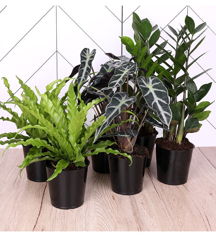 5" Signature Foliage -  Case of 6