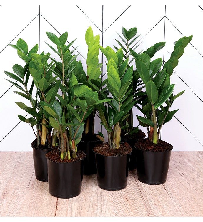 5" Zamioculcas/ ZZ -  Case of 6