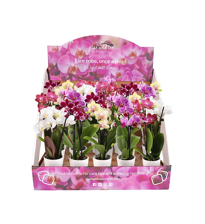 2.5" Multi Color Mini Orchid - Case of 20