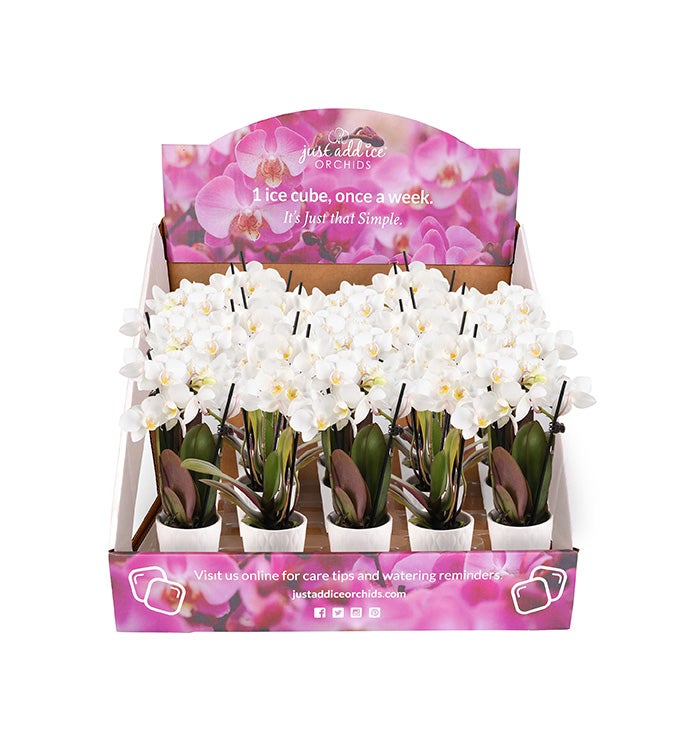 2.5" All White Mini Orchid - Case of 20
