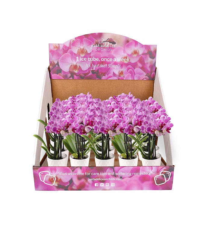 2.5" All Pink Mini Orchid - Case of 20