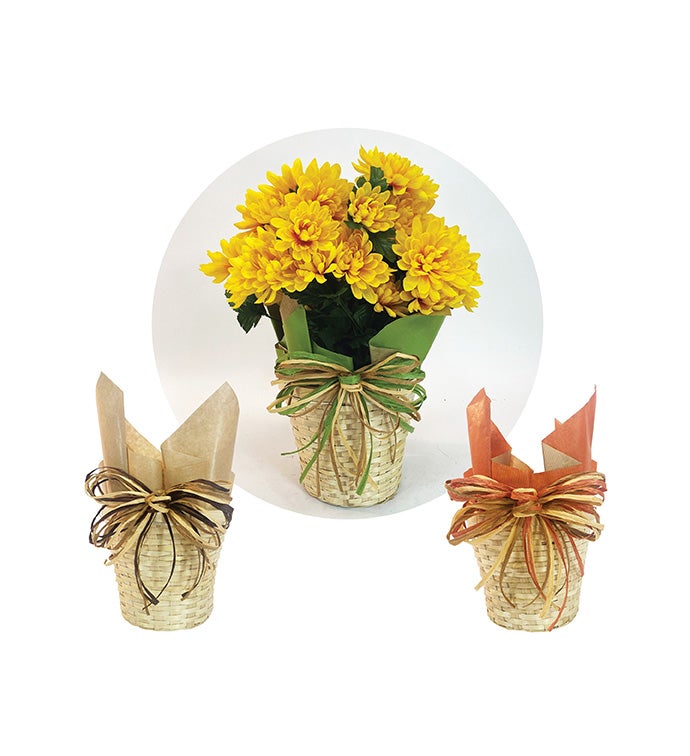 6" Fall Premier Kit - Case of 24