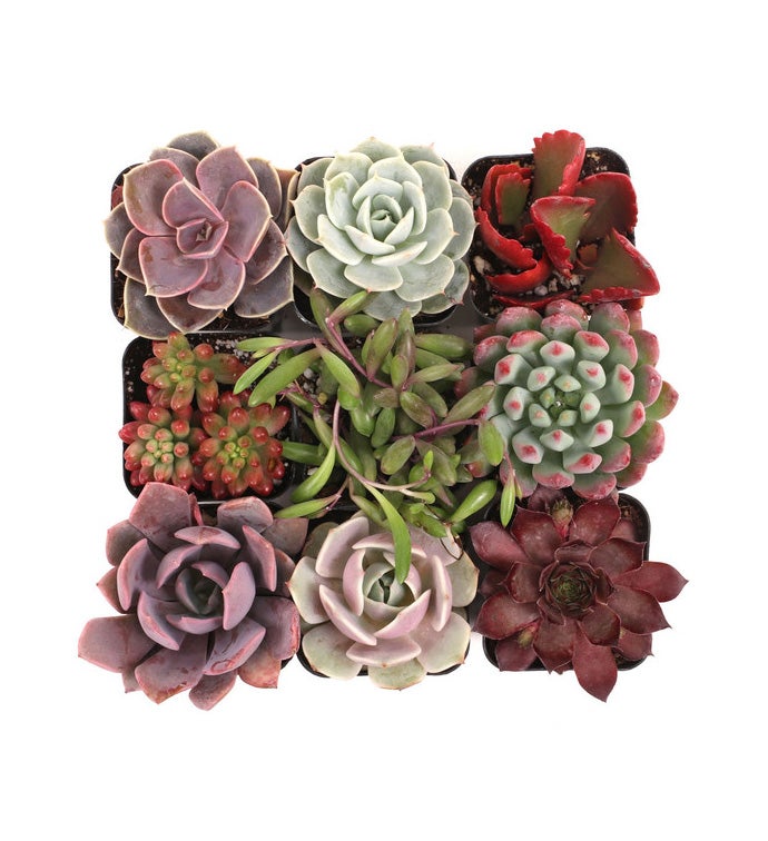 2" Sweetheart Succulents - Case of 9