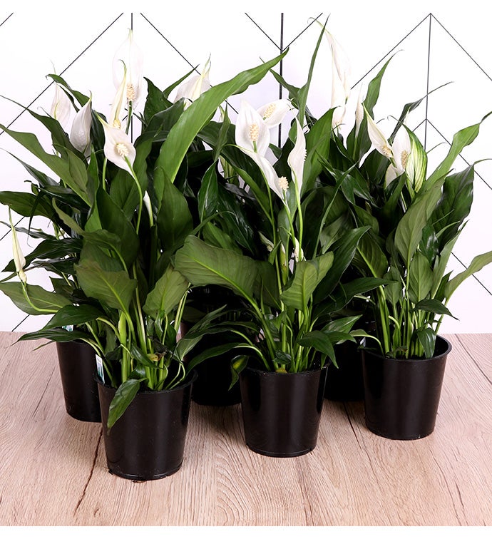 4" Spathiphyllum/ Peace Lily- Case of 6