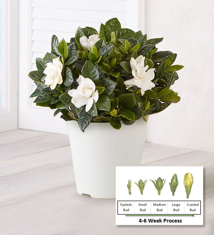 4" Gardenia - Case of 15
