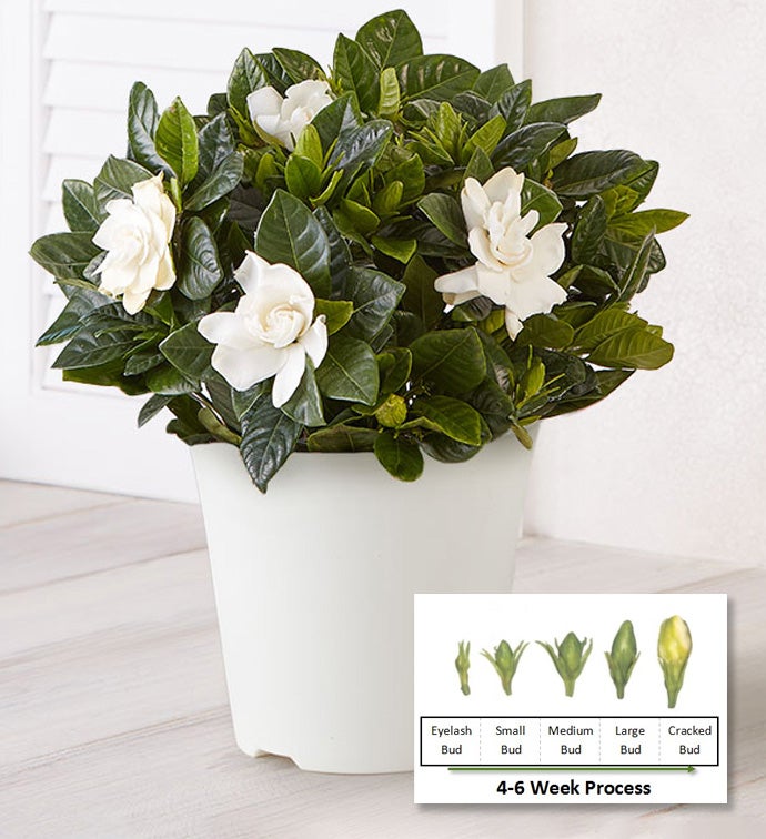 6" Gardenia - Case of 6