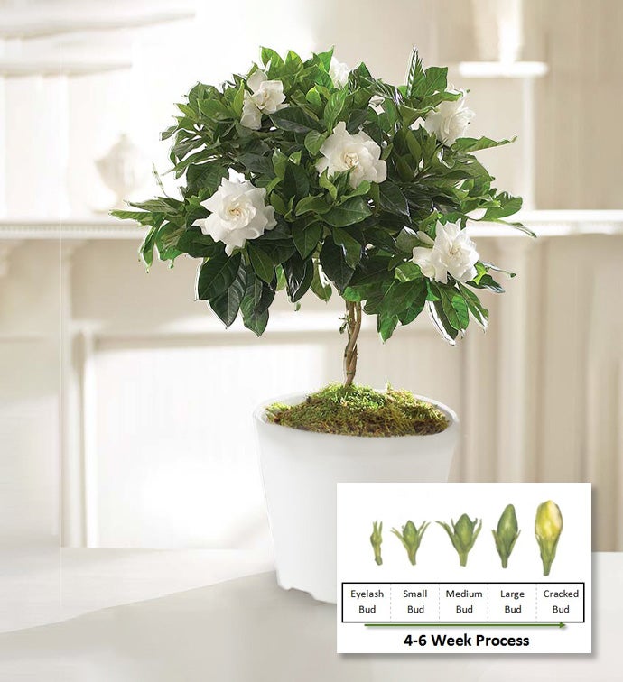 6" Braided Gardenia - Case of 6