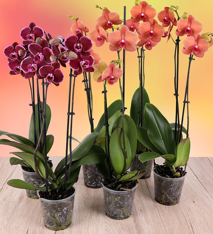 5" Fall Double Orchids 2 Dark Purple; 4 Salmon - Case of 6