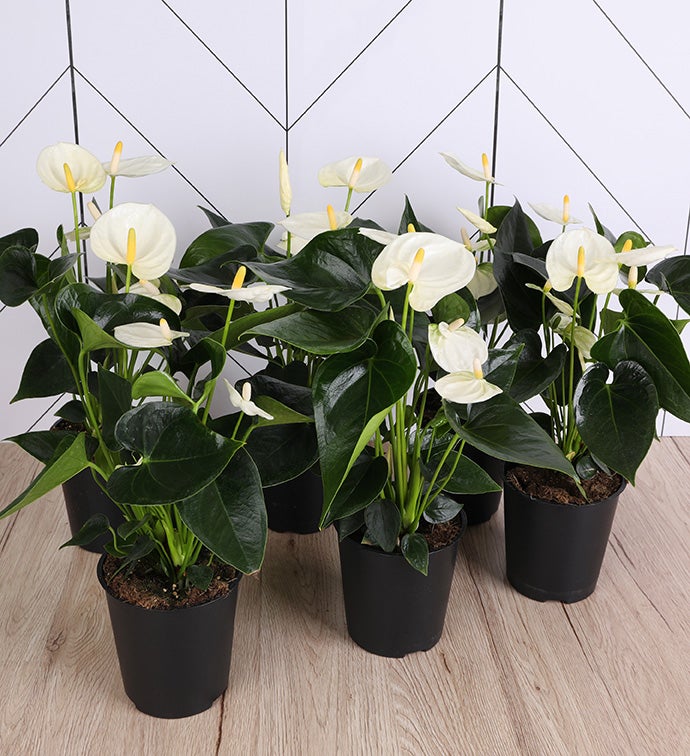 5" White Anthurium in Growers Pot - Case of 6