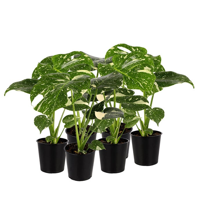 5" Thai Constellation in Growers Pot - Case of 6