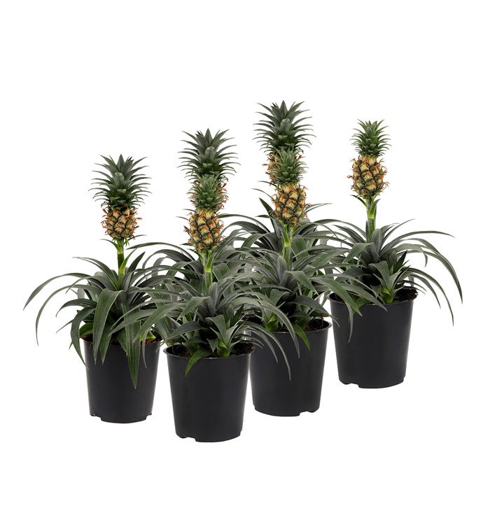 5" Pineapple Box in Growers Pot - Case of 6