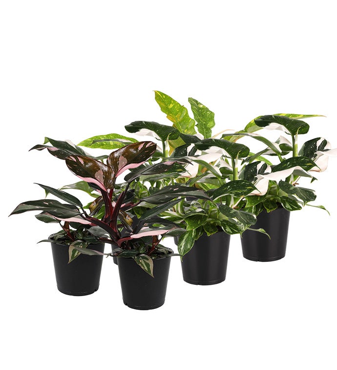 5" Fancy Philodendron in Grower Pot - Case of 6