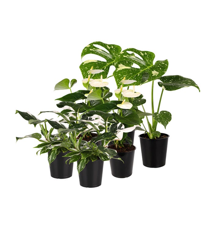 5" White Plant Box - Case of 6