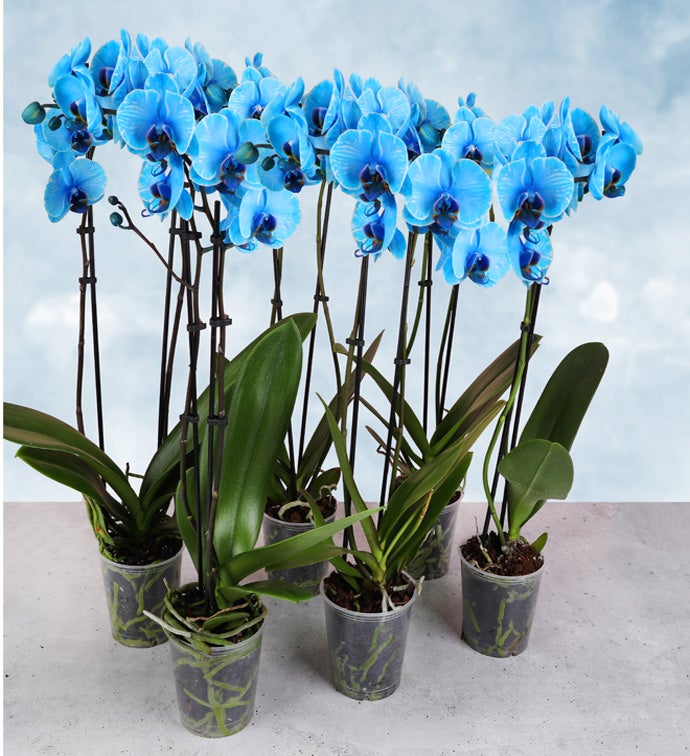 5" Blue Watercolor Double Orchids - Case of 6