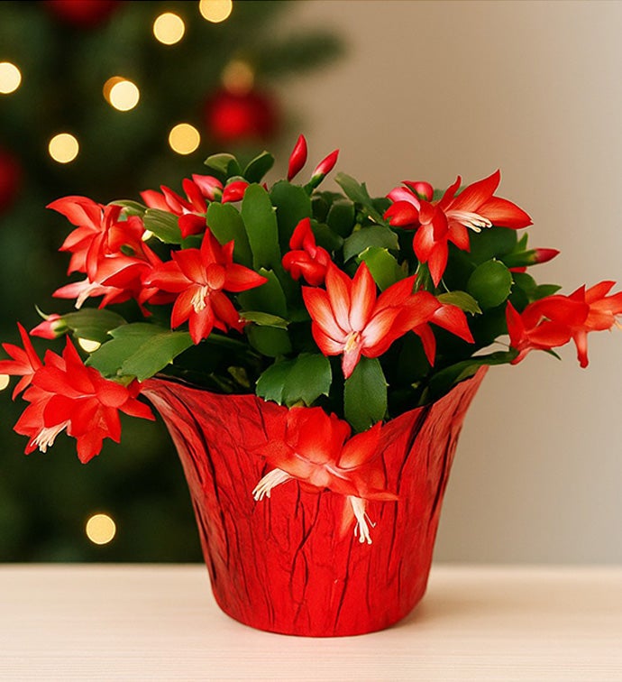 6" Christmas Cactus with Red Foil Pot Cover - Case of 6