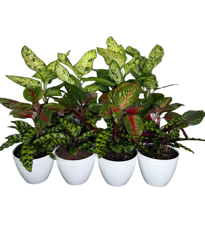 6" Mixed Foliage Pot in White Pot Cover - Case of 12