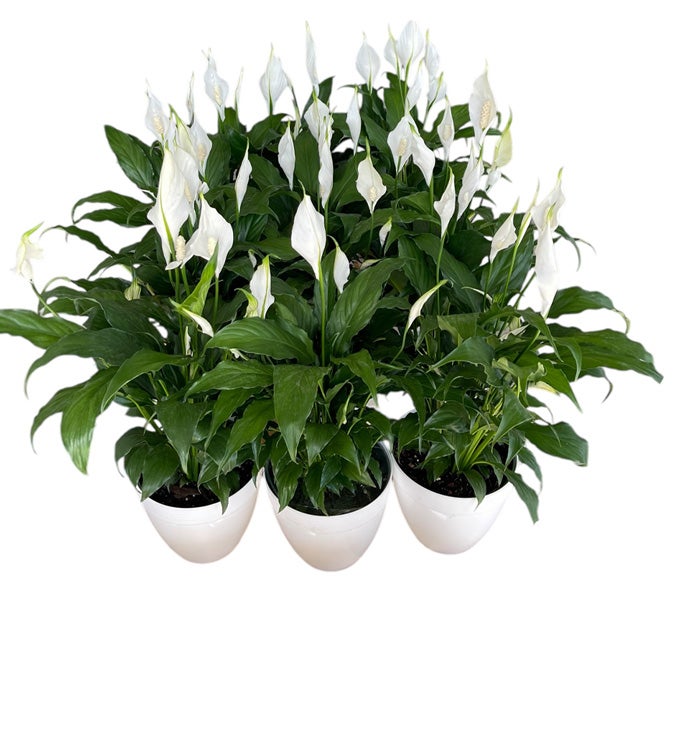 6" Spathiphyllum in White Pot Cover - Case of 12