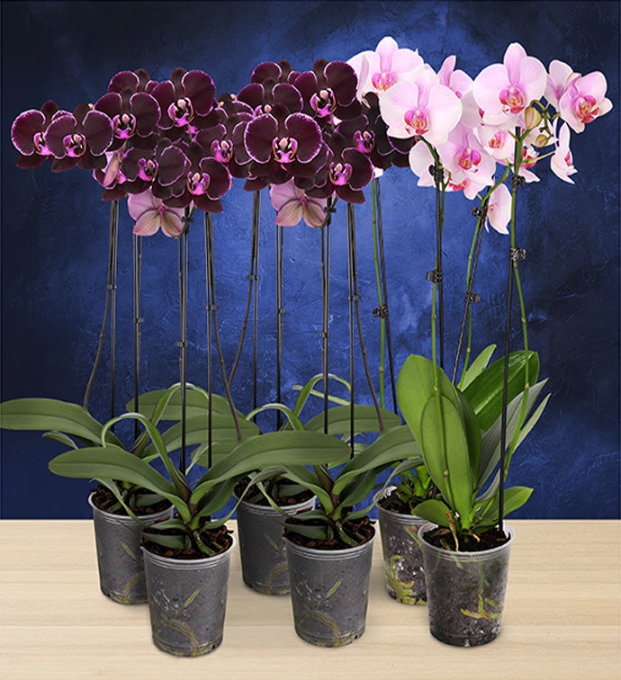 5" Double Orchid V-Day Colors - 4 Dark Purple + 2 Light Pink- in Grower Pot - Case of 6