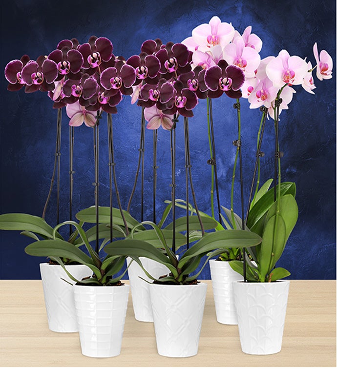 5" Double Orchid V-Day Colors- 4 Dark Purple + 2 Light Pink- in White Floramx Pot - Case of 6