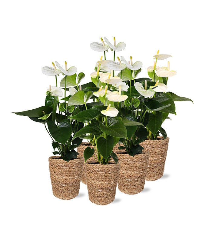 5" White Anthurium in Seagrass Basket - Case of 6