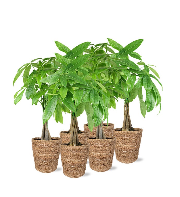 5" Money Tree in Seagrass Basket - Case of 6
