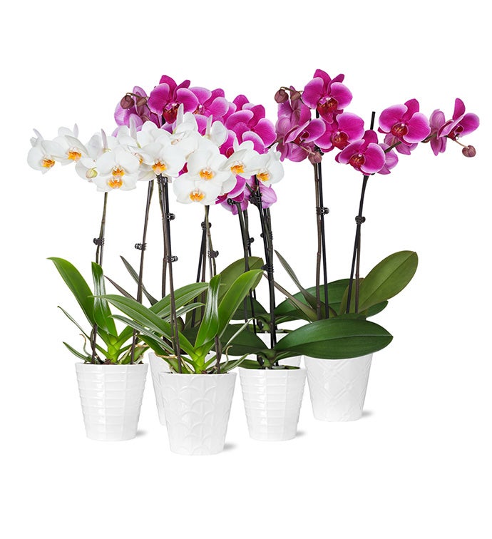 5" Double Orchid - 4 Magenta with White Edge, 2 White with Yellow Center in White Floramx Pottery - Case of 6