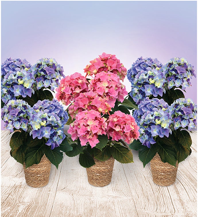 5" Hydrangea in Basket assorted colors - Case of 6