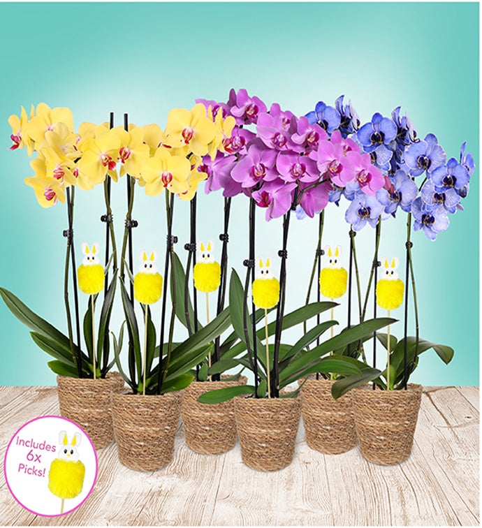 5" Easter Double Orchids in Basket - Case of 6