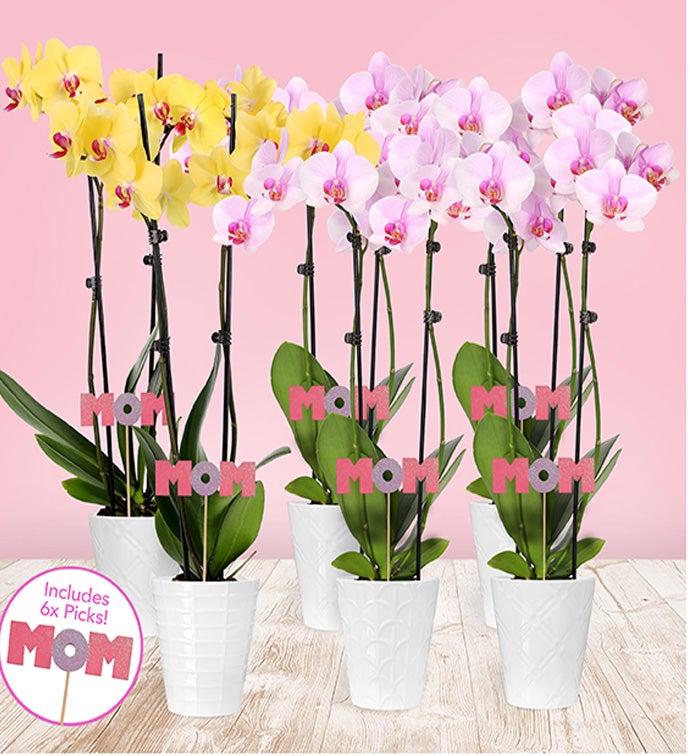 5" Mother's Day Double Orchids in White Floramx - Case of 6