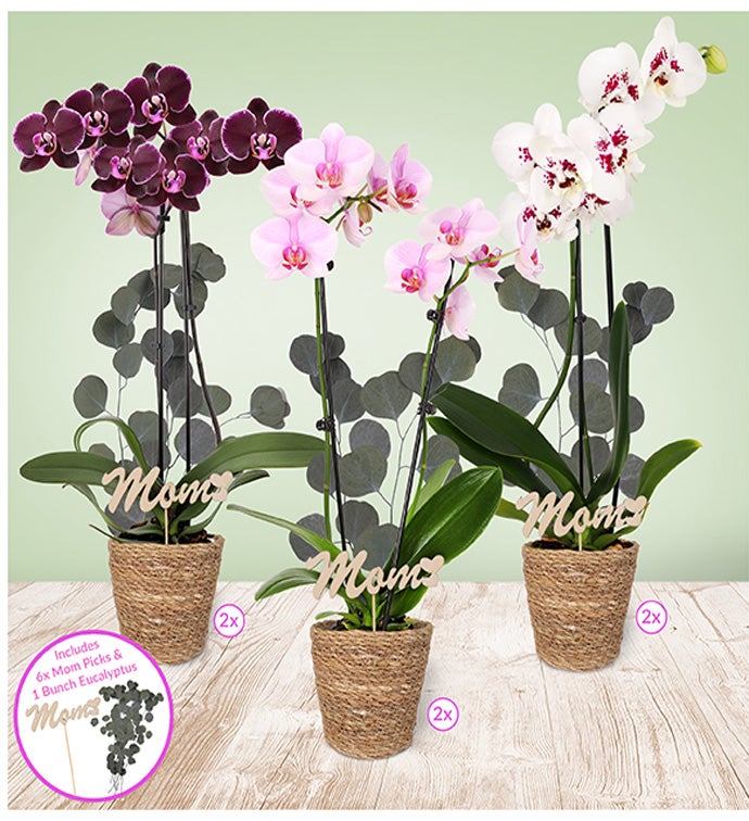 5" Mother's Day Double Orchids in natural basket - Case of 6