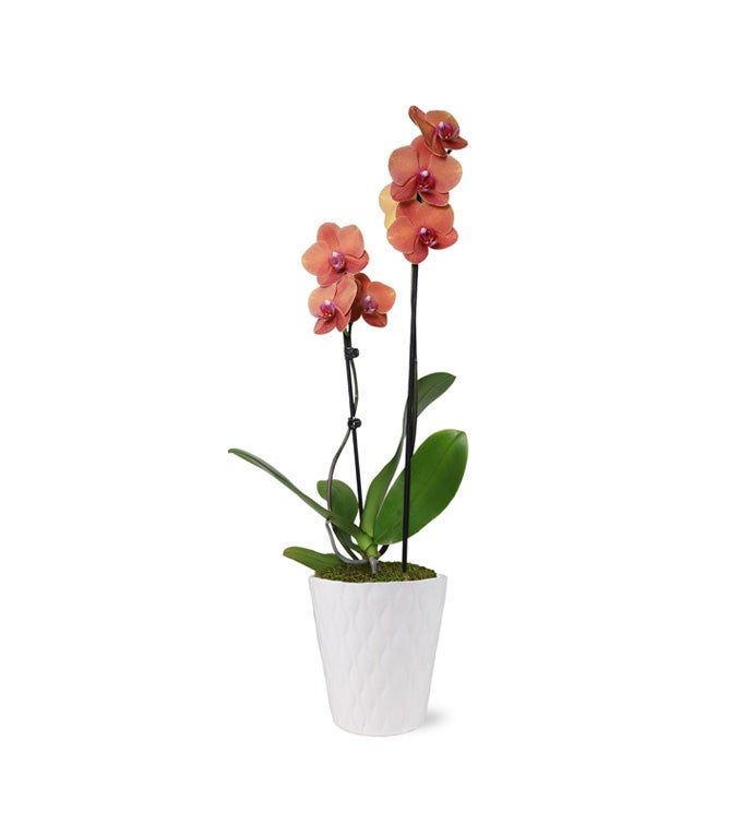 5" Bonfire Orchid- Case of 6  