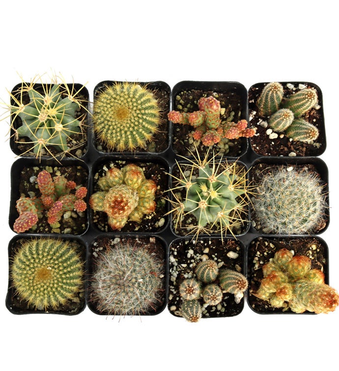 2" Cactus Varieties - Case of 12