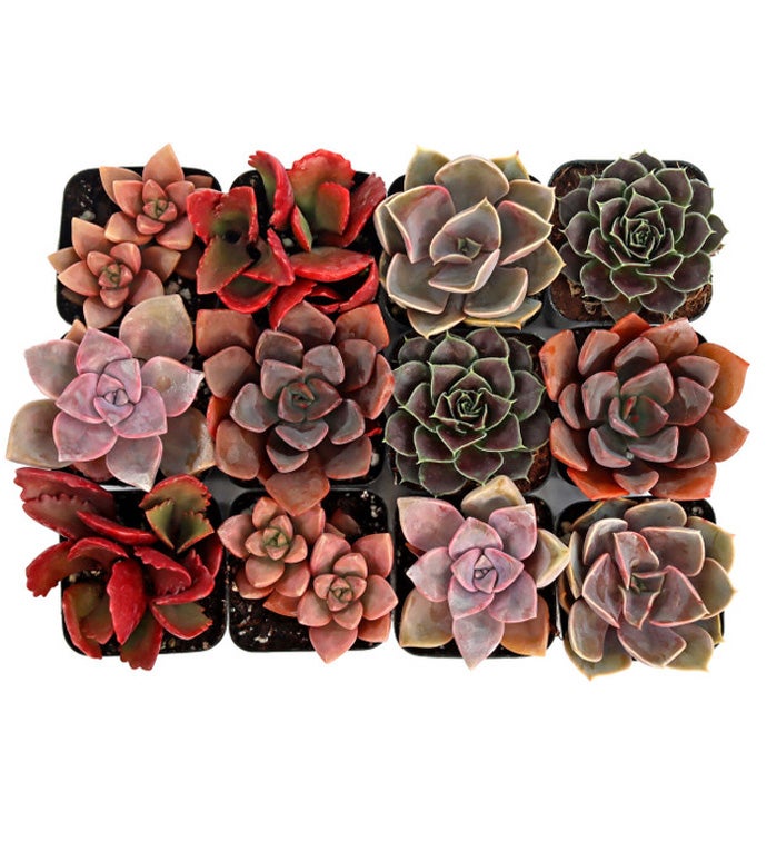 2" Pink & Purple & Red Succulents - Case of 12