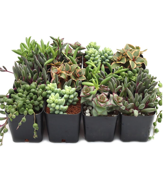 2" Trailing & Strings Succulents - Case of 12