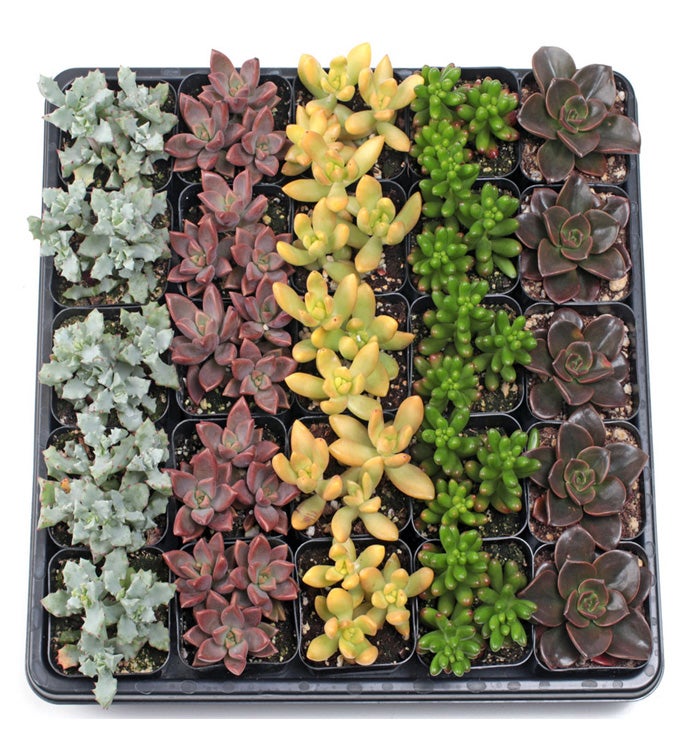 2" Best Value Succulents Bulk - Case of 25
