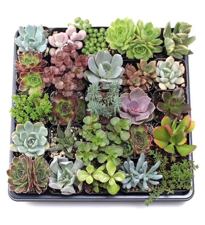 2" Super Variety Succulents - Case of 25