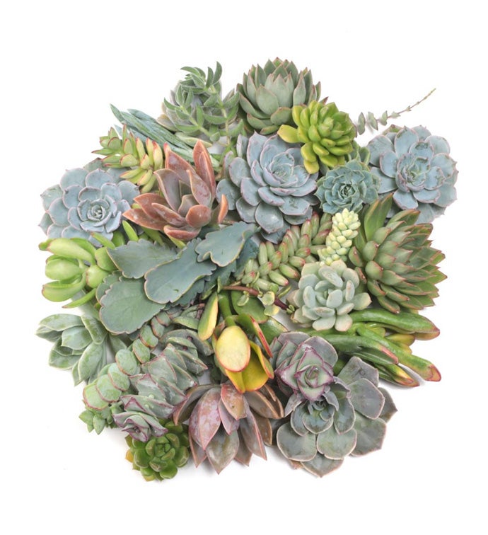2"-3" Succulent Cuttings Assorted - Case of 30