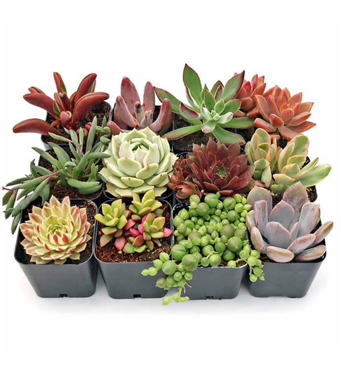 Sweetheart Succulents 12-Pack (12 Varieties, 2" Pots)