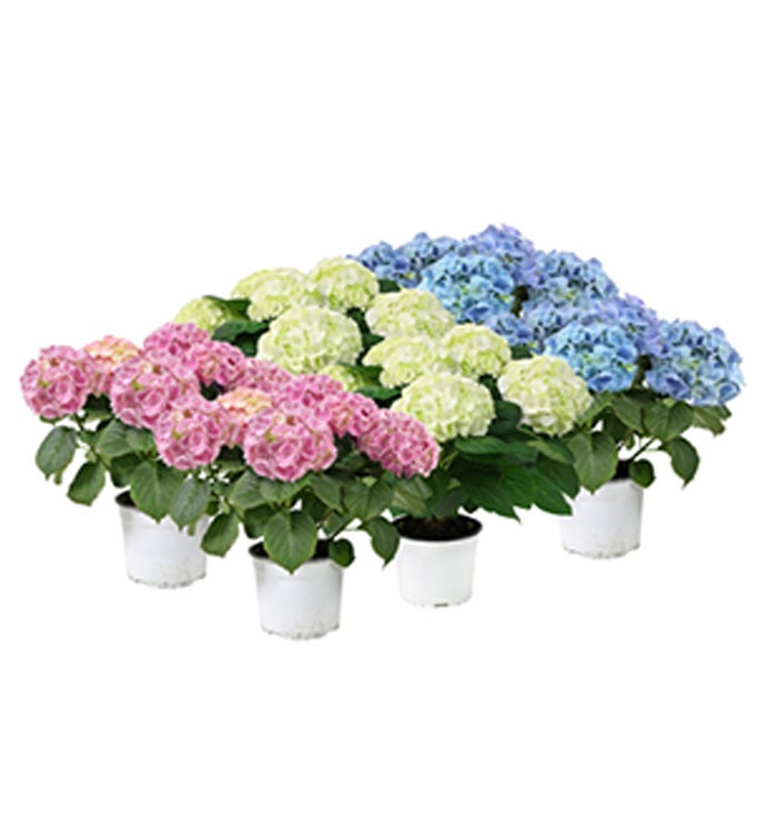 6" Hydrangeas