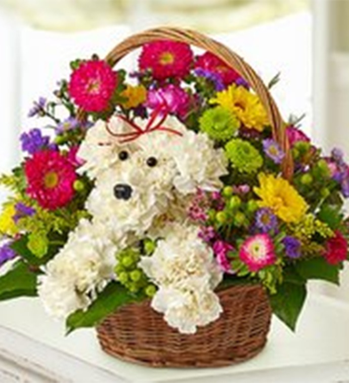 A-DOG-ABLE(R) Eyes and Nose Kit - Case of 12